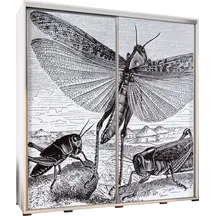 Szafa 205 z grafiką INSECTS PENELOPA Podstawowe