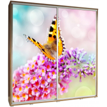 Szafa 205 z grafiką MOTYL 1 PENELOPA Podstawowe